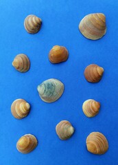Creative flat lay set seashells decorative pattern. Concept of summer travel vacations. Top view of mollusk shells on blue background in minimal style. Tourist travel banner design template.