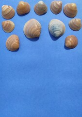 Creative flat lay set seashells decorative border with copy space. Concept of summer travel vacations. Top view of mollusk shells on blue background in minimal style. Template for the inscriptions.