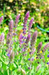 Naturaleza en malva y verde.