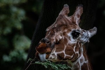 Fine art of a giraffe eating a branch