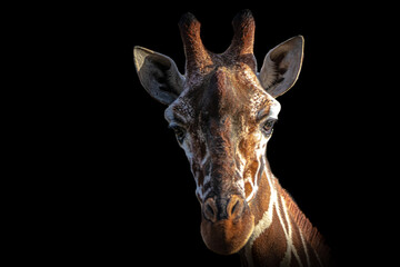 fine art portrait of a giraffe © Ralph Lear