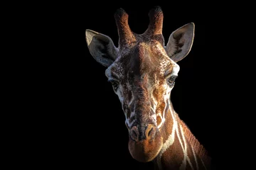 Fototapeten fine art portrait of a giraffe © Ralph Lear