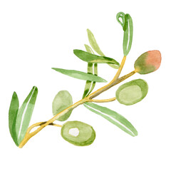 olive branch isolated watercolor illustration by hand
