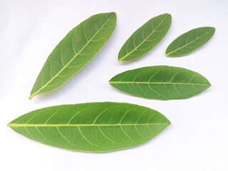 green leaf isolated on white