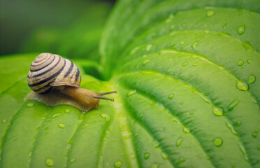 Texture of a bright fresh leaf of lily and drops of morning dew. Natural green background and a garden snail