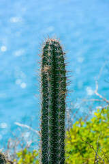 Naklejka premium It's Narute of the Isla Margarita, Venezuela