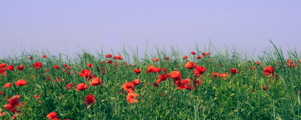Flowers Red poppies blossom on wild field. Beautiful countryside field red poppies with selective focus blur. Afternoon soft sunlight, sunset. Landscape panorama banner.