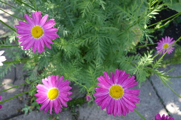 Daisies with lilac petals and yellow center on a background of green leaves