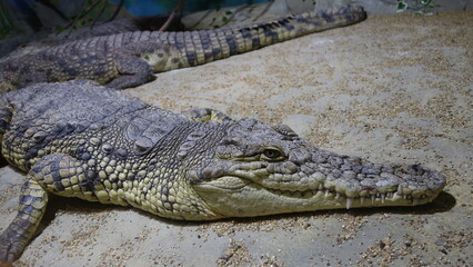 The crocodile is lying on the floor