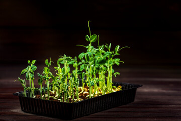 Microgreen pea sprouts on old wooden table. Vintage style. Vegan and healthy eating concept. Growing sprouts. Selective focus.