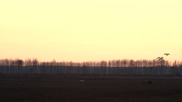 A flock of geese is landing on the field in sunset light