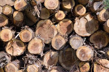Cut and stack cedar trees. I can see the rings of the tree.