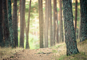 Obraz premium Path in the forest