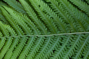 Green fern leave in the forest. Macro texture