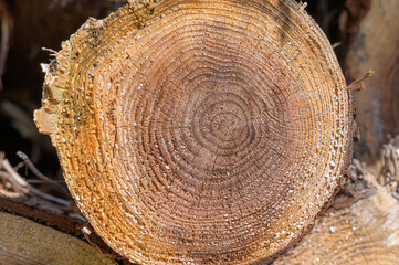 Cut and stack cedar trees. I can see the rings of the tree.