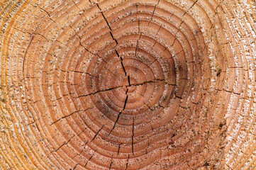 Naklejka premium Cut and stack cedar trees. I can see the rings of the tree.