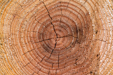 Cut and stack cedar trees. I can see the rings of the tree.