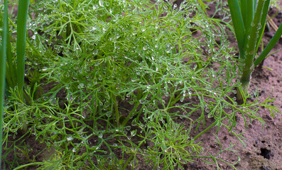 green grass with dew drops