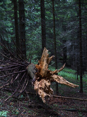 Closeup of a large fir tree in Romania's forests has collapsed.