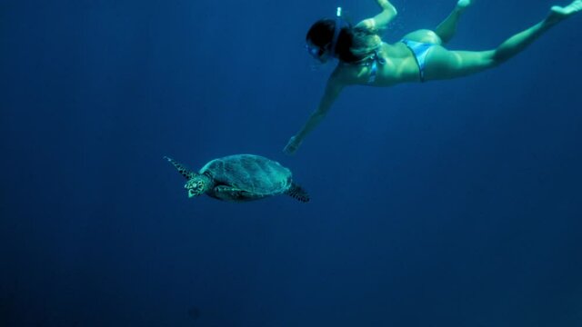 Young woman snorkeling while touching sea turtle swimming underwater - Gili Islands, Indonesia