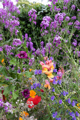 Colorful flowers in the garden