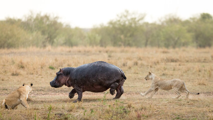 One adult hippo being harassed and chased by two lionesses in Masai Mara Kenya
