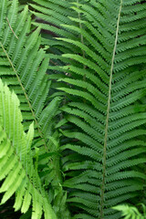 Green fern leaves in a Sunny forest