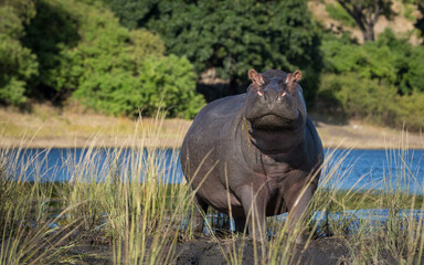 One adult hippo out of water with head up in Chobe River Botswana