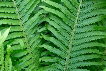 Fototapeta na wymiar Fresh green fern leaves in a forest. Macro texture
