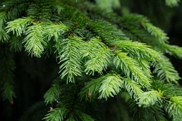 Branches of a bright green spruce or fir trees in a dark forest after rain. Dew drops on branches. Macro texture