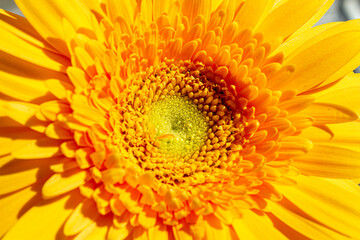 Large yellow gerbera close up on an isolated background
