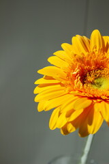 Large yellow gerbera close up on an isolated background
