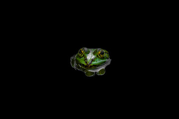 A green frog looking out of a black background