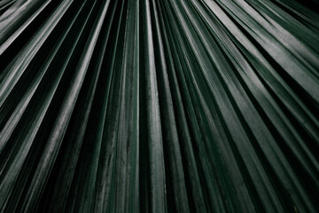 Dark green leaf close-up. Minimalism, macro, straight lines, background.