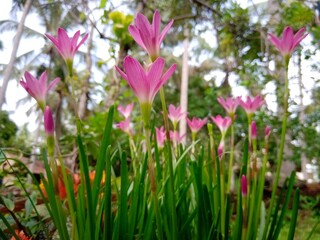 pink and white flowers