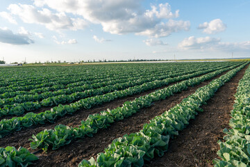Fototapeta na wymiar Landscape view of a freshly growing cabbage field.
