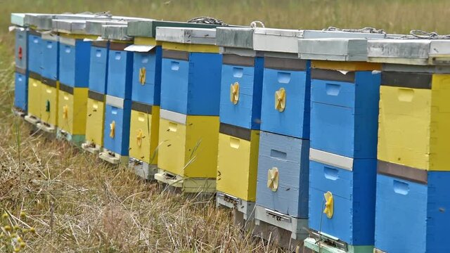 Swarm of bees at the entrance of beehive 
