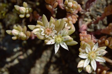 Sedum hispanicum as wild plant in Pomerania - Rozchodnik siny (hiszpański) – Trójmiejski Park Krajobrazowy (obrzeże) – roślina zawleczona