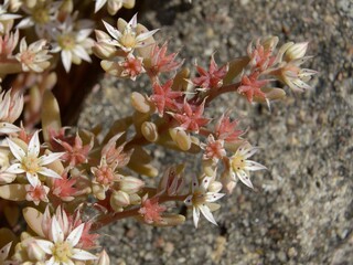 Sedum hispanicum as wild plant in Pomerania - Rozchodnik siny (hiszpański) – Trójmiejski Park Krajobrazowy (obrzeże) – roślina zawleczona