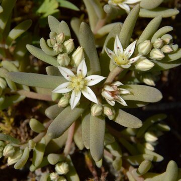 Sedum hispanicum as wild plant in Pomerania - Rozchodnik siny (hiszpański) – Trójmiejski Park Krajobrazowy (obrzeże) – roślina zawleczona