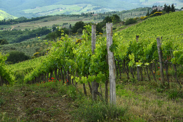 Fototapeta na wymiar Scenic landscape in Chianti region, Tuscany. Beautiful rows of green vineyards near Panzano in Chianti (Florence). Italy.