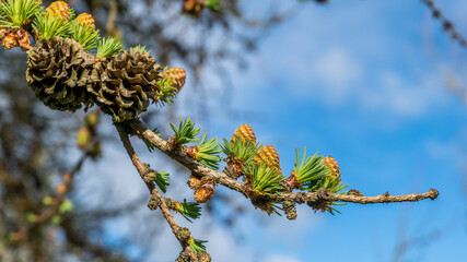 Japanese Larch