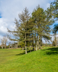 Obraz premium Japanese Larch