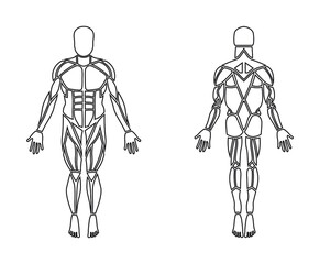 Simple front and back muscle groups anatomy line art vector with fully editable strokes