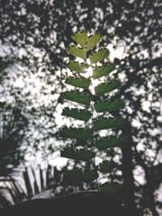 tree in the forest