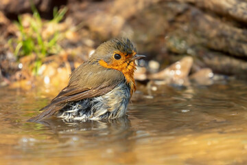 pettirosso che si lava