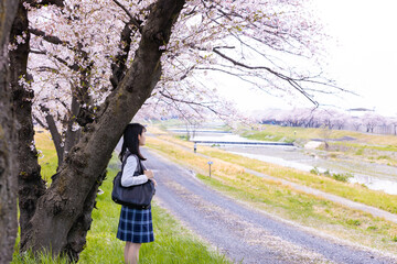 女子学生、桜並木を歩く