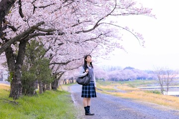 女子学生、桜並木を歩く