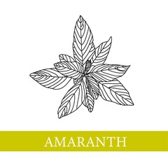 amaranth plant. Vector botanical illustration. Amaranth. Medical plants