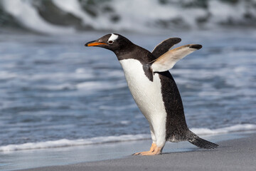 Gentoo Penguin stretching and flapping flippers